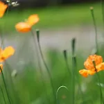 شقة Chasa Betty - Im Garten Der Drei Laender
